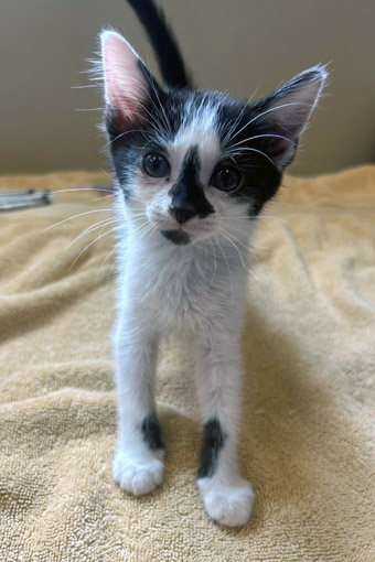 View Emmy the Cat Photo #3