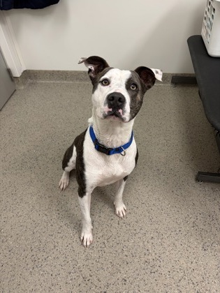 View Romeo the Dog Photo #2