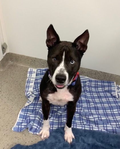 View Armadillo the Dog Photo #2