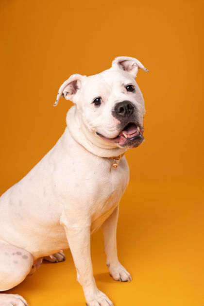 View Abby the Dog Photo #1