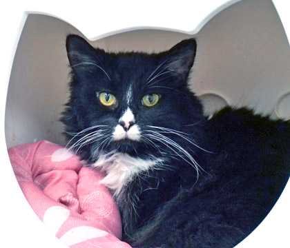 View Mocha (in Foster) the Cat Photo #1