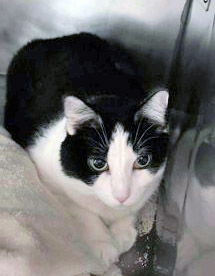 View Boogie (bonded To Malachi) In Foster the Cat Photo #3