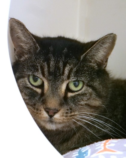 View Lady Bug (In Foster) the Cat Photo #2