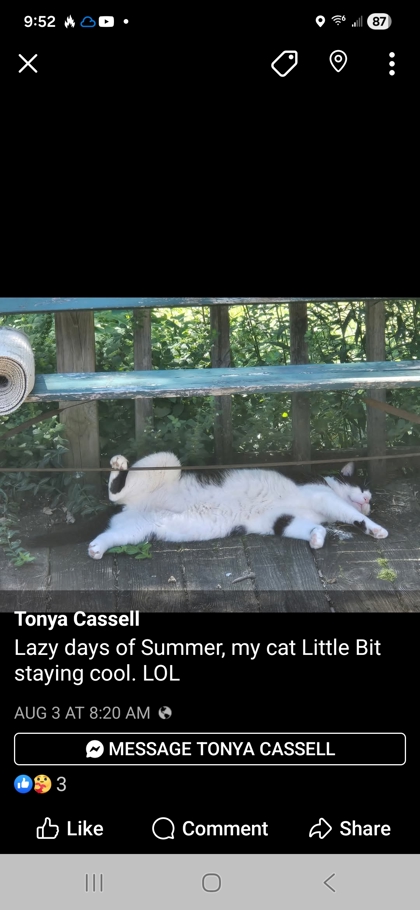 View Lost Cat Photo #1