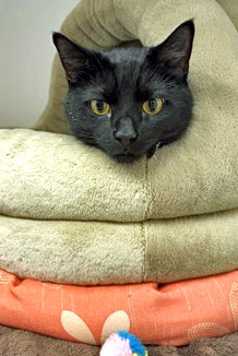 View Dale Pickle the Cat Photo #2