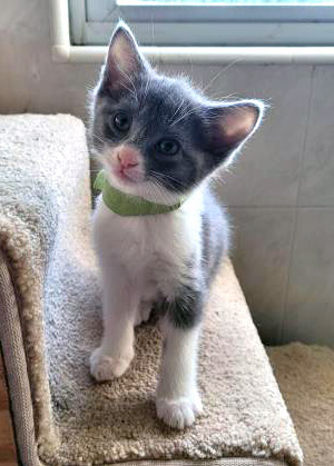 View Totoro the Cat Photo #2