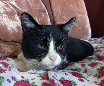 View Crane (in Foster) the Cat Photo #1