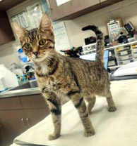 View Pumpkin Pie the Cat Photo #1