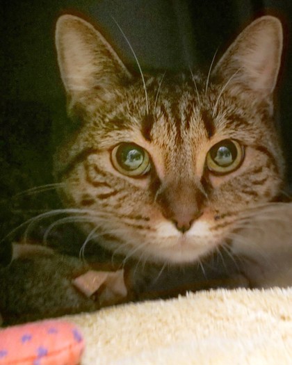 Photo of Beanie
