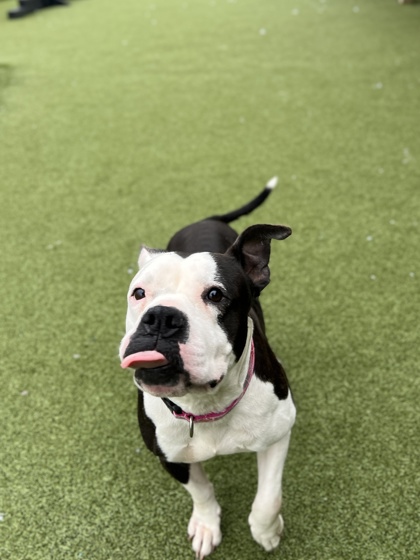 View Betty Moo(in Foster) the Dog Photo #1