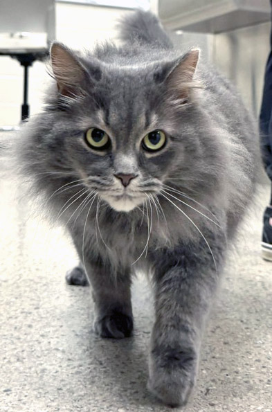 View Mello the Cat Photo #1