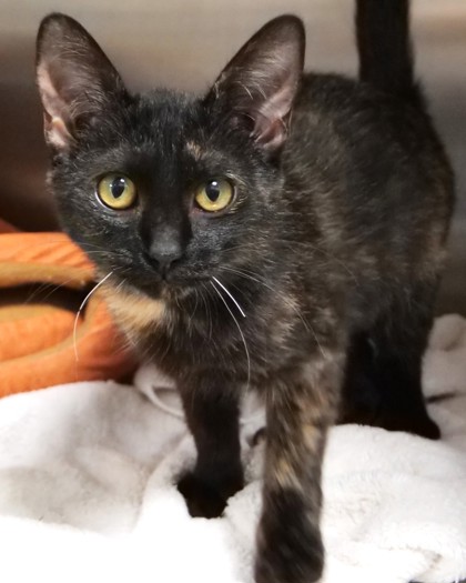 LETICIA - Domestic Shorthair / Mix available for adoption