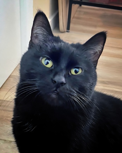 Champagne (in foster)