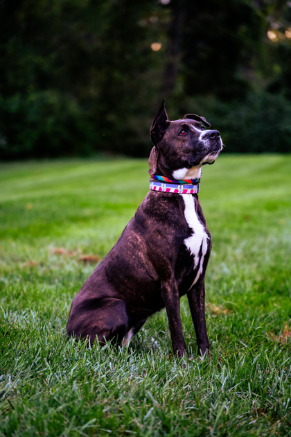 View Zuri the Dog Photo #3