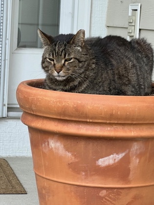 View Tigger the Cat Photo #2