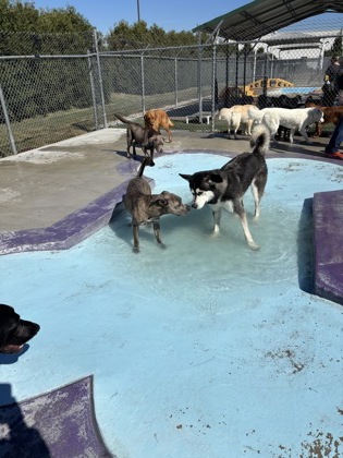 View Rodrick the Dog Photo #1