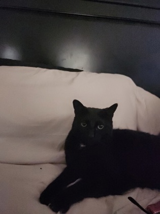 View Charlie the Cat Photo #2