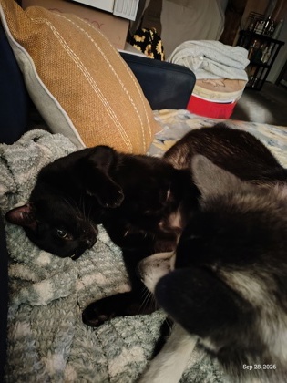 Have You Seen Unknown? Cat