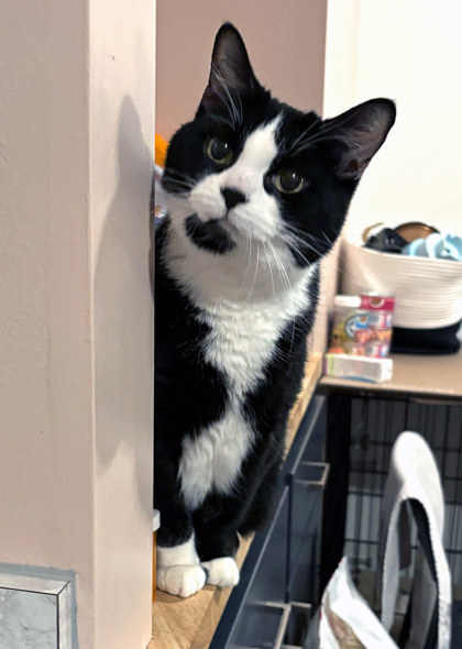 View Miss Bibs (in Foster) the Cat Photo #2