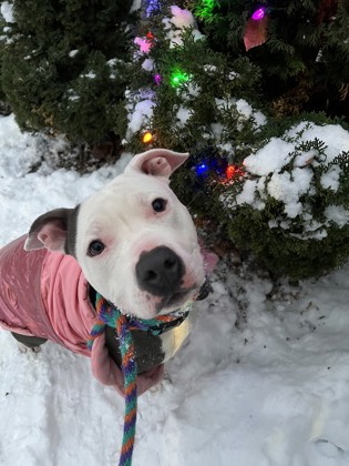 View Lola Girl the Dog Photo #2