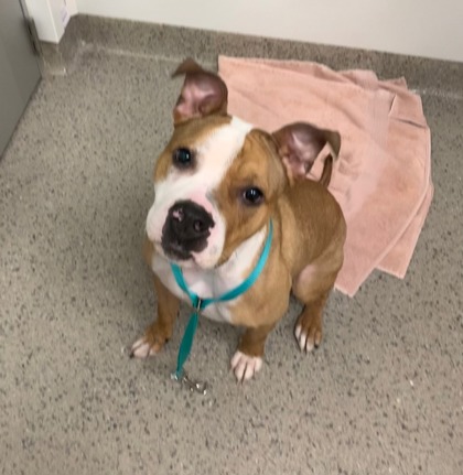 View Doe the Dog Photo #1