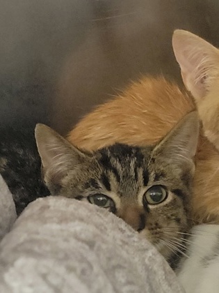 View Lazuli the Cat Photo #2