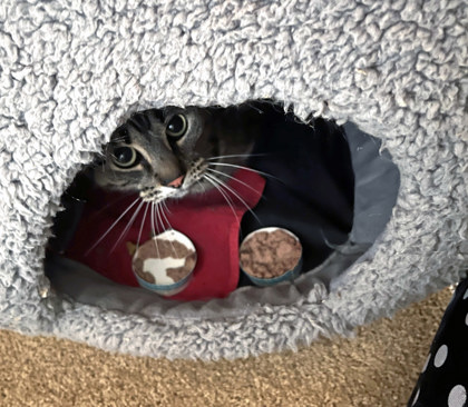 View Nova (in Foster) the Cat Photo #1