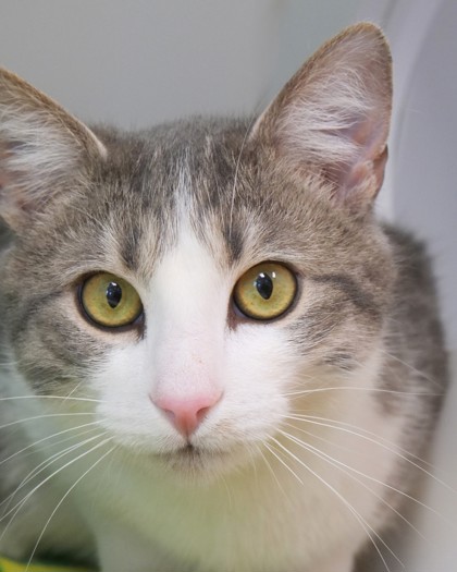 Learn More About Alpaca