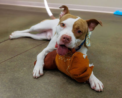 View Critter the Dog Photo #2