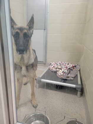 View Lucy (bonded To Linus) the Dog Photo #1