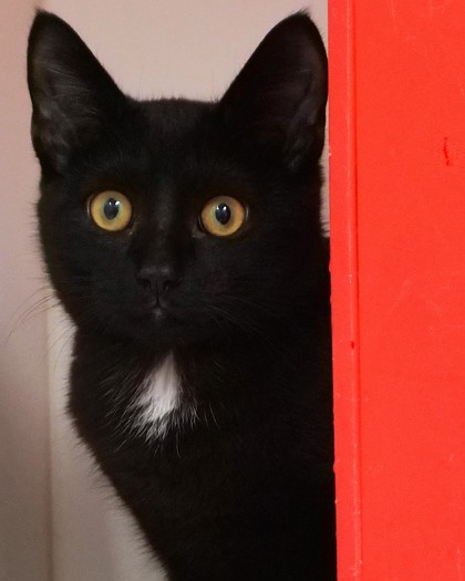 Learn More About Michael Meowers Photo of Michael Meowers