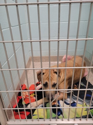 View Flora (in Foster) the Dog Photo #2