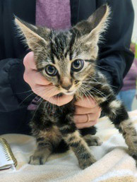 View Kishi the Cat Photo #2