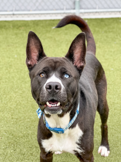 View Pico De Gallo the Dog Photo #1