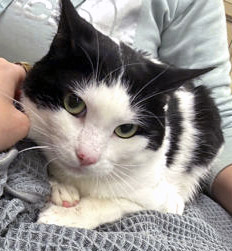 View Nike the Cat Photo #1