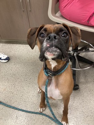 View Kobe the Dog Photo #1