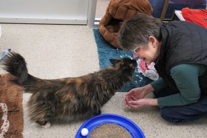 View Pria the Cat Photo #2