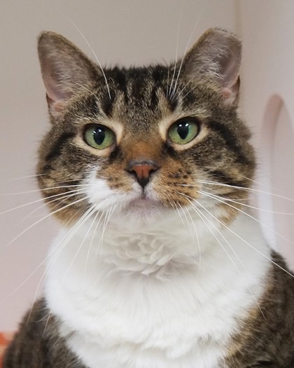 Learn More About Libby