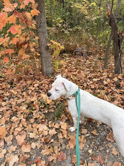 View Sevyn the Dog Photo #2