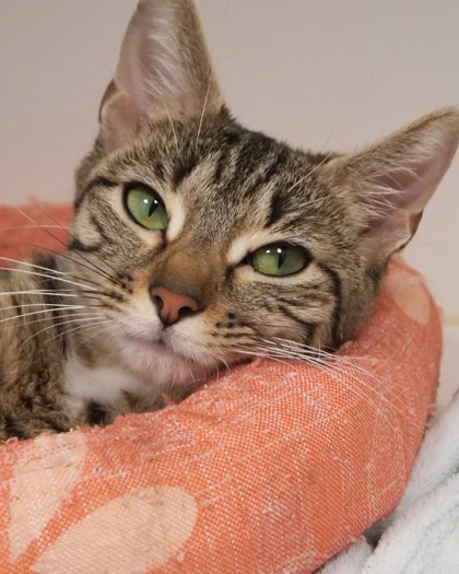 POOH BEAR - Domestic Shorthair / Mix available for adoption