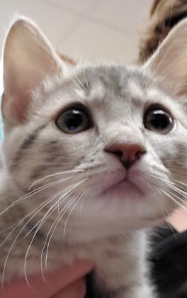View Luna the Cat Photo #3