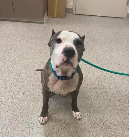 Photo of Tyson