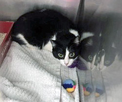 View Orin the Cat Photo #2