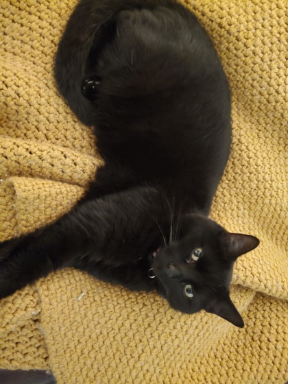 Have You Seen Salem? Cat