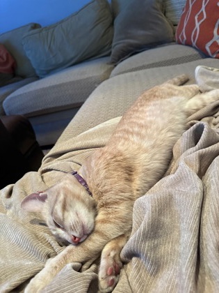 View Found Cat Photo #1