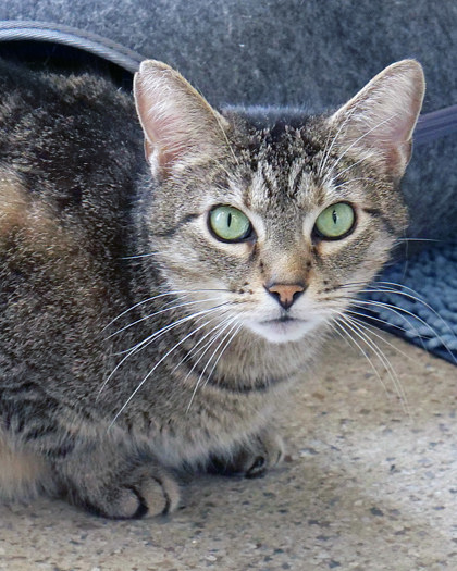 View Tanner the Cat Photo #2