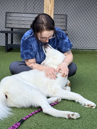 View John Snow the Dog Photo #2