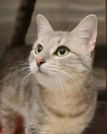 Learn More About Whiskerfields