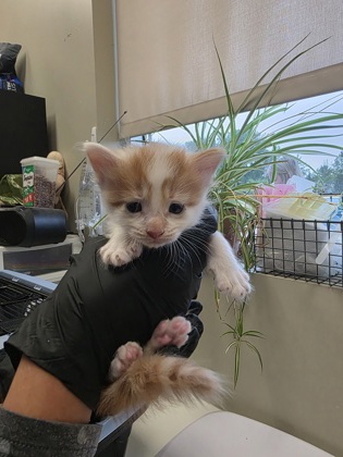 LINCOLN - Domestic Longhair / Mix available for adoption