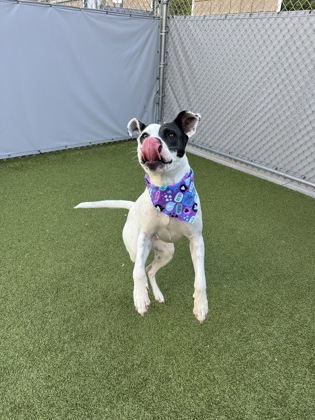 View Basil the Dog Photo #2